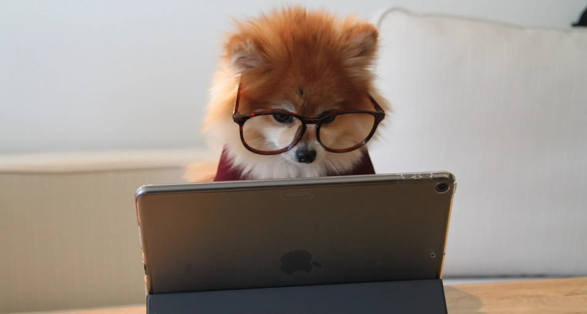 Pies przed laptopem